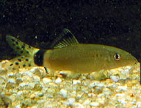 Yasuhikotakia splendida